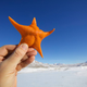 A sea star collected during a diving expedition beneath the Ross Ice Shelf. Photo Courtesy Patrick Degerman